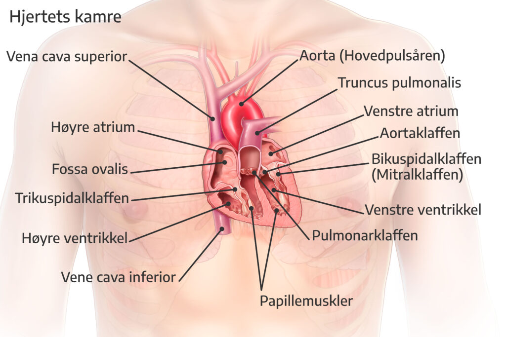 Hjertets kamre